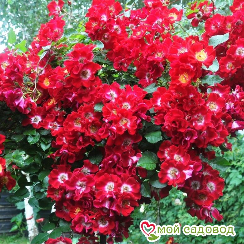 Роза Руж Мейяндекор