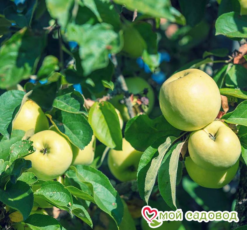 Яблоня Антоновка выбор Россиян