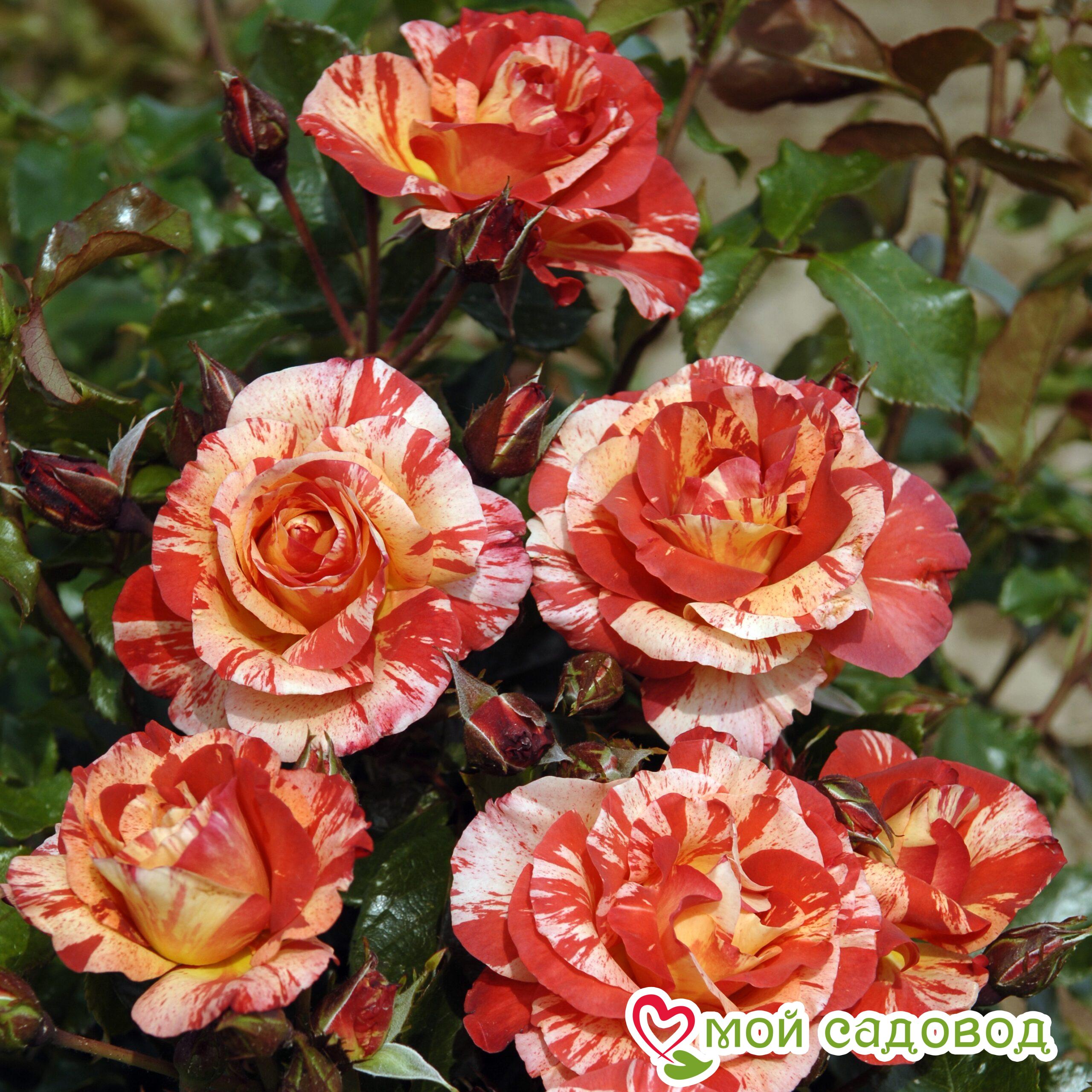 Роза Поль Гоген