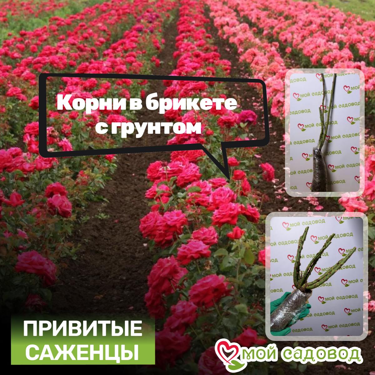 Роза кустовая Юмэ Акари