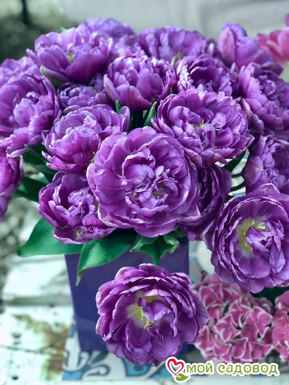 Тюльпан махровый Блю Даймонд