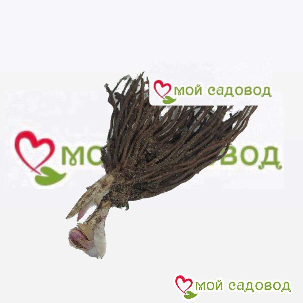 Морозник, комплект элит