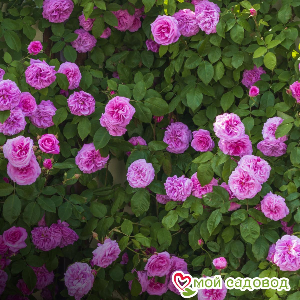 Роза Гертруда Джекилл