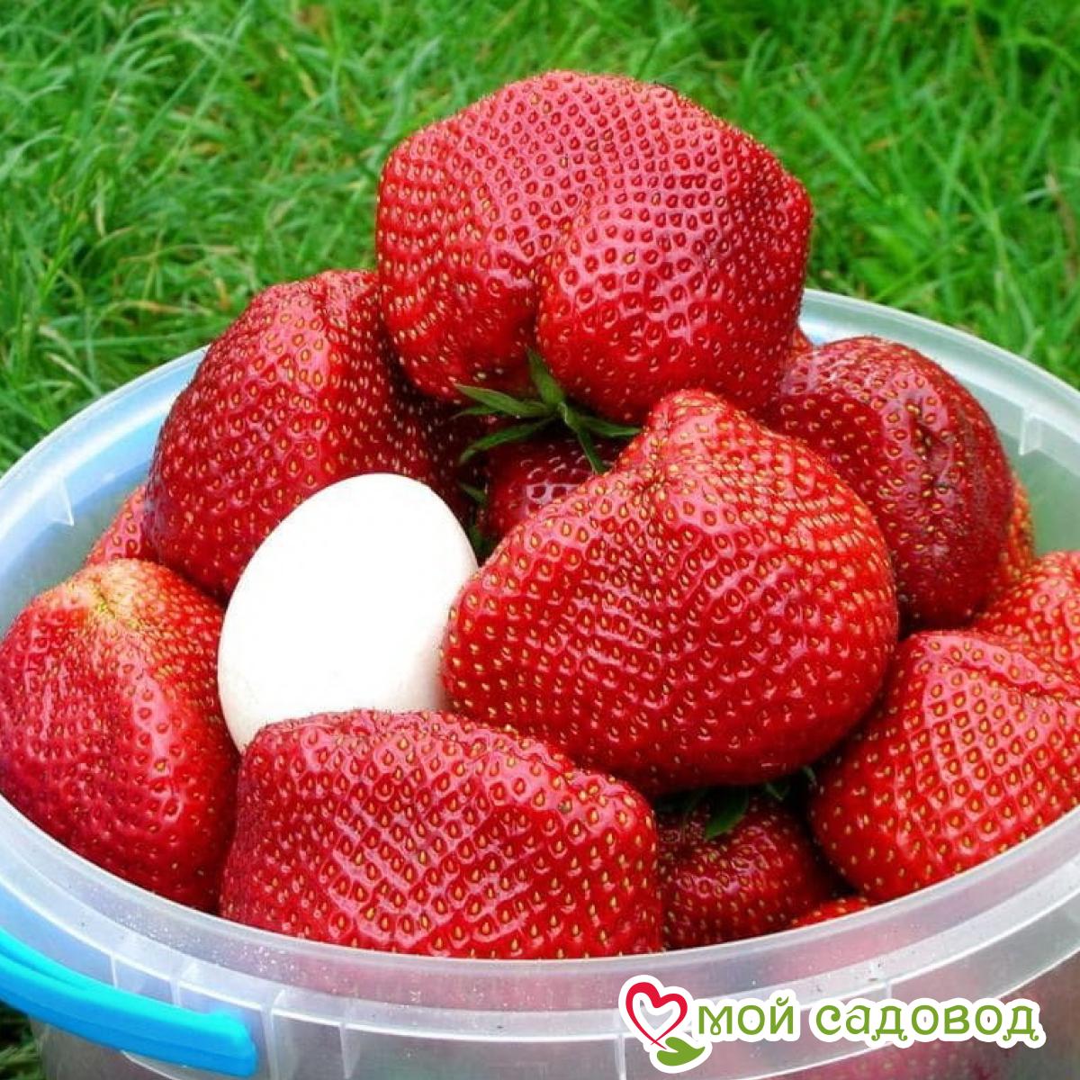 Клубника Крупноплодная Лорд