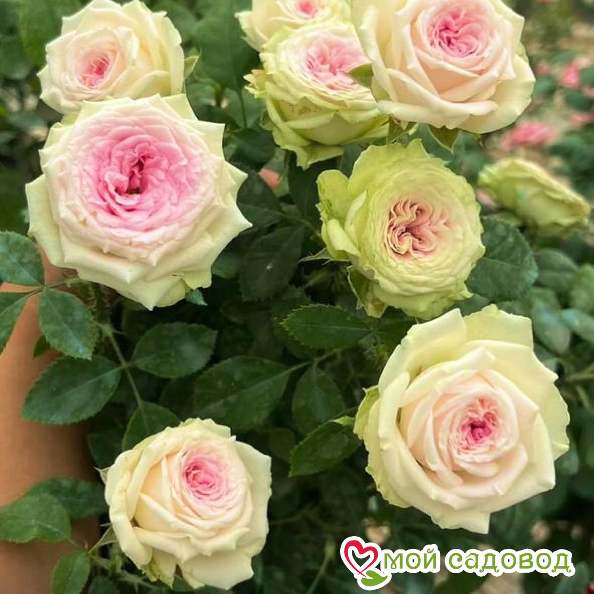 Роза Розаман Жанон