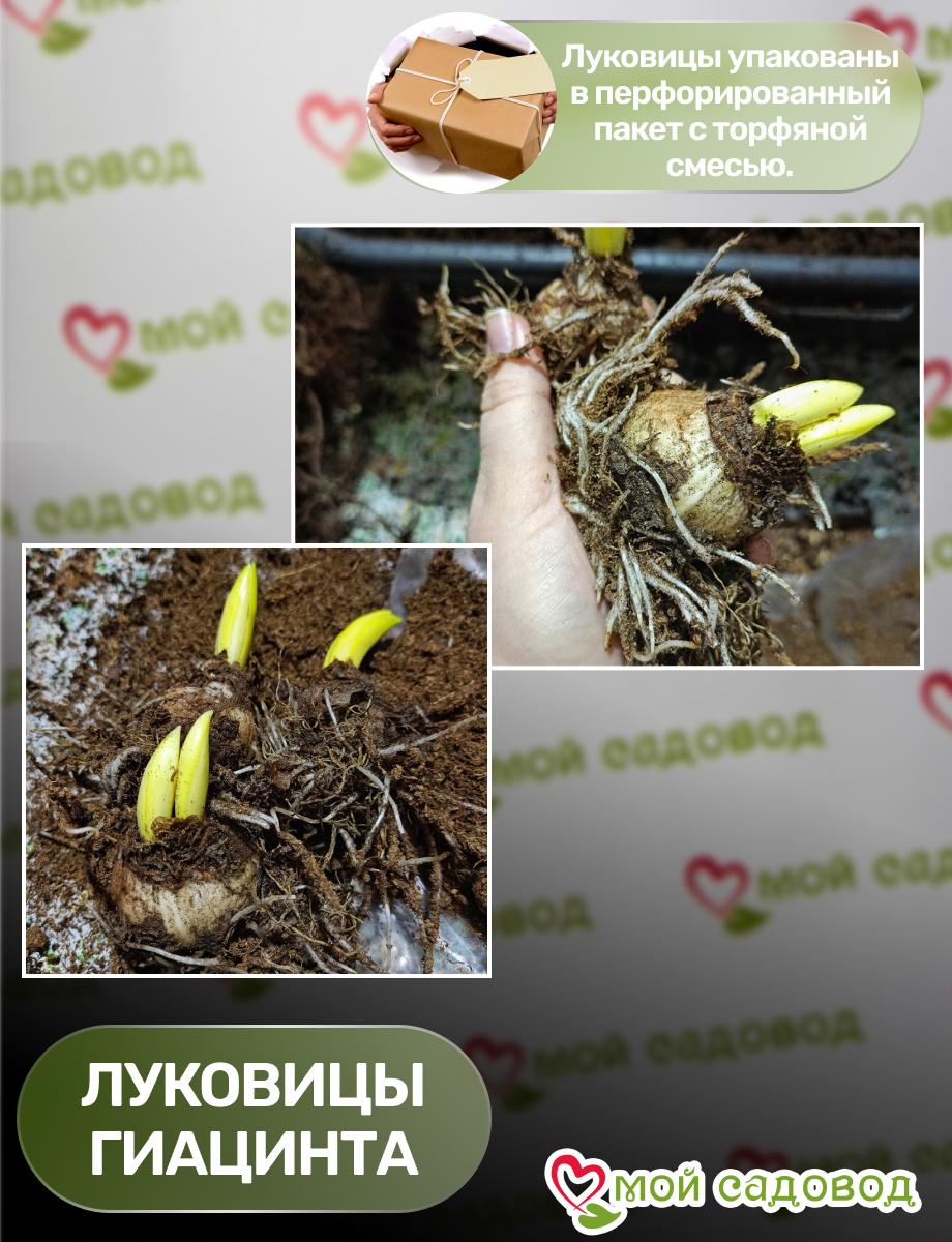 Гиацинт Пинк Перпл