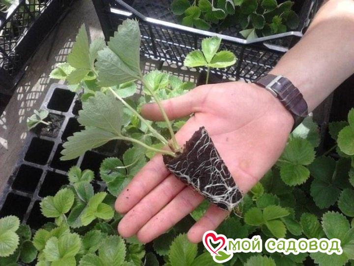 Клубника ампельная Ягодный Водопад