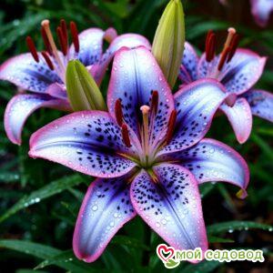 Лилия Лунное Сияние